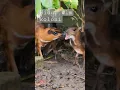 Download Lagu Koloni Pelanduk #kancil #mousedeer