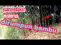 Mencari sumber suara ledakan misterius di rumpun bambu