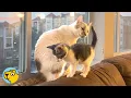 Non-Adoptable Cat Finds Joy Again After Meeting Two Foster Kittens