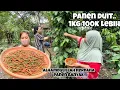 Lagu AJAK MBAK NUNG PANEN CABE tapi bukan CABE PEDAS..‼️cabe ini mahal harga nya cuma sia sia di kebun 