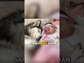 Download Lagu Cinta sang Husky benar-benar tulus kepada bayi ini❤️❤️