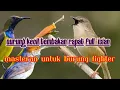 Lagu Suara Masteran Untuk Burung Fighter Burung Kecil Tembakan Rapat Full isian MP3