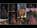 Madagascar The Complete Animation of Gloria