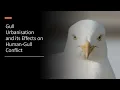 Gull Urbanisation and its Effects on Human-Gull Conflict