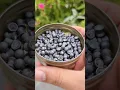 Download Lagu Can an Airgun pellet Ignite a Shotgun Shell #heat #gun