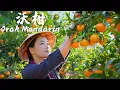 Download Lagu 「一席一果」沃柑——无法替代的酸甜多汁【滇西小哥】