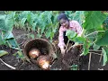 Download Lagu Have you ever grown taro and dig it for your recipe? / Dig big taro for my recipe