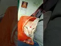 Download Lagu Aashiq Billa( cat funny video)