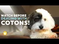 Coton de Tulear History Temperament Health Grooming