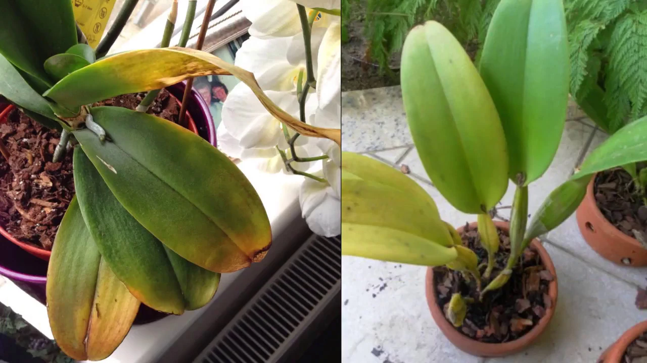 ORQUÍDEAS COM FOLHAS AMARELAS 3 FATORES QUE CAUSAM O AMARELAMENTO NAS FOLHAS DAS ORQUÍDEAS