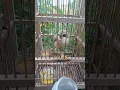 Download Lagu Dapat oleh-oleh anak cendet dari Karo Suara Burung
