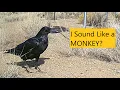 Raven Sounds Like a Monkey