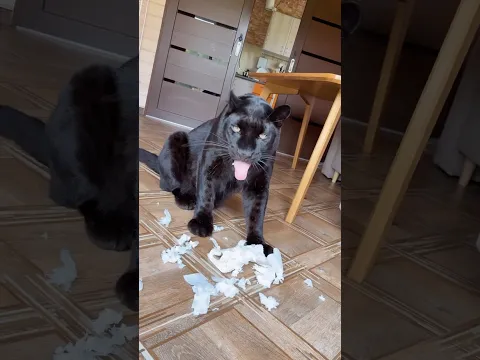 Life with a panther 🙂