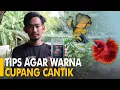 Download Lagu CARA MERAWAT IKAN CUPANG AGAR WARNANYA BAGUS, CANTIK, DAN SEHAT! | IDE BISNIS IKAN HIAS | BETTA FISH