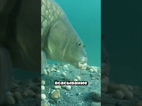 Секрет почти невесомого крючка