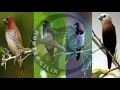 Download Lagu SUARA PIKAT SEMUA JENIS BURUNG PIPIT BAGUS NTUK MASTERAN