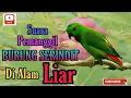 Download Lagu Suara Pikat burung Serindit Mantap | Burung Hijau