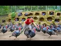 Lagu Too Many Giant Turkeys! Harvesting \u0026 Loading Them on a 3-Wheeled Truck to Market