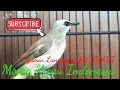Download Lagu Masteran Burung Trucuk Gacor // download suara pancingan burung trucukan mp3