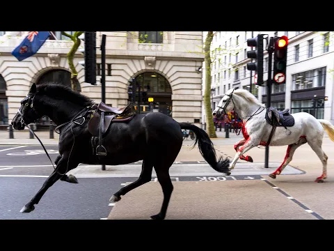 Download MP3 Runaway Army Horses Tear Through London