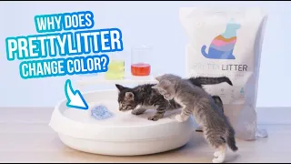 Why PrettyLitter Changes Colors
