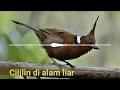 Download Lagu Suara Burung Cililin di Alam Liar