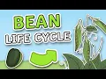 Bean Plant Life Cycle Science for Kids