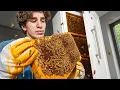 Download Lagu Raising 10,000 Bees (in my home)
