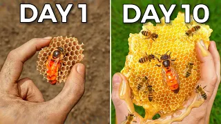 Raising 10 000 Bees in my home