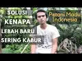 Lagu Cara Mengatasi LEBAH Supaya tidak kabur dari Kotak Budidaya