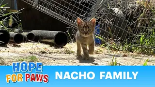 We were told their mom was gone, but we didn't give up. 😼