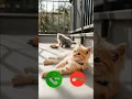 Lagu Incomingcall #incomingcall #cat #ringtone #ringtones #kitten