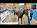 Mize Horse Sale - Mize Mississippi
