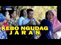 Download Lagu KEBO NGUDAG JARAN|| OCHOLL DHUT || DIANI AL GROUP LIVE PERFORM DESA GADEL BLOK SARAG TUKDANA - IM