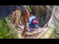 Download Lagu DIT ARME BABYVOGELTJE WAS ZWAK EN HULPLOOS NADAT HET EEN GIFTIGE DUIZENDPOOT HAD GEGETEN.