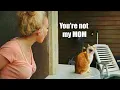 Download Lagu Wanneer katten ruzie maken met hun baasje 😲