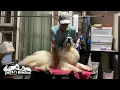 Download Lagu 新たな縄張り？トリミング台で腰を据えてなかなか降りないベルです　Great Pyrenees　グレートピレニーズ