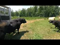 BIG BULL is here But will the lady cows like him