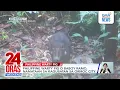 Download Lagu Philippine Warty Pig o Baboy Ramo, namataan sa kagubatan sa Ormoc City | 24 Oras Weekend