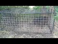 3 Piglets in Voorhies Hog trap from Tractor Supply