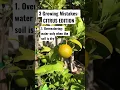 Download Lagu Here are 3 mistakes you might be making with your citrus trees