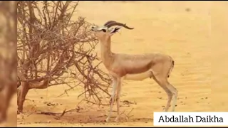 وين غزال الريم الفنان عصام العبيردي 