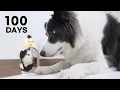 Download Lagu Rescued Tiny Kitten Grows Up Believing He’s a Big Dog | Day 1 to 100