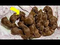 After Rescuing Them Firemen Realized They Weren t Puppies