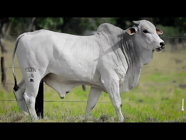Touro Nelore CLTN - 36
