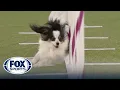 Lark the Papillon wins 8 title at 2022 Masters Agility Championship Westminster Kennel Club
