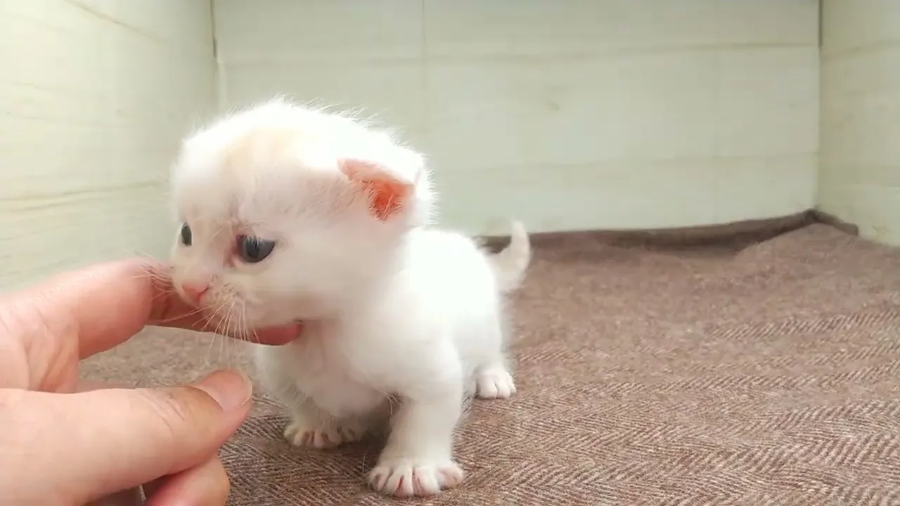 動画
