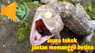 Download Suara tokek jantan memanggil betina untuk pikat MP3