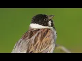 SINGING BIRDS — Relaxing Nature Sounds (Real ASMR Sound)