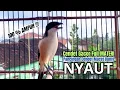 Download Lagu burung cendet gacor AMPUH BONGKAR FULL ISIAN,, PANCINGAN CENDET AGAR BUNYI bikin BURUNG PENTET GACOR